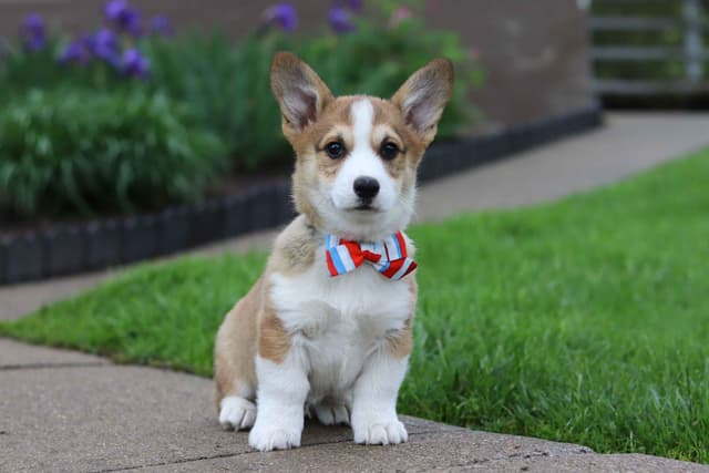 Pembroke Welsh Corgi Puppies media 8