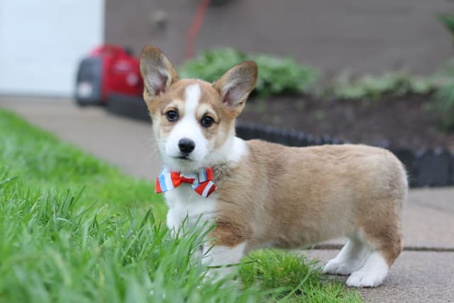 Pembroke Welsh Corgi Puppies media 9