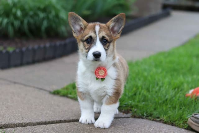 Pembroke Welsh Corgi Puppies media 10