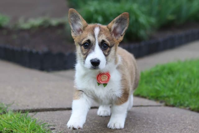 Pembroke Welsh Corgi Puppies media 11