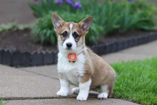 Pembroke Welsh Corgi Puppies media 12