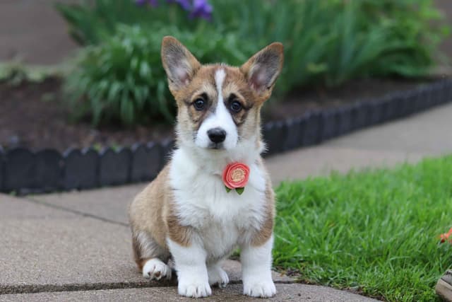 Pembroke Welsh Corgi Puppies media 13