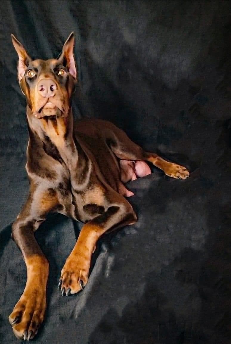 Doberman Pinscher Puppies breeder image 1