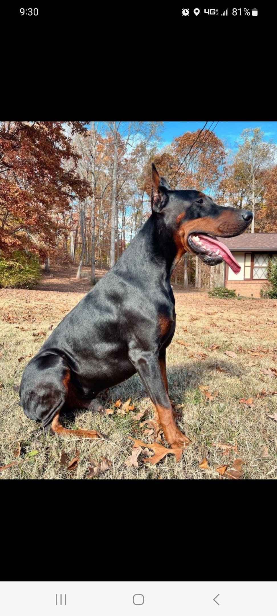 Doberman Pinscher Puppies breeder image 5