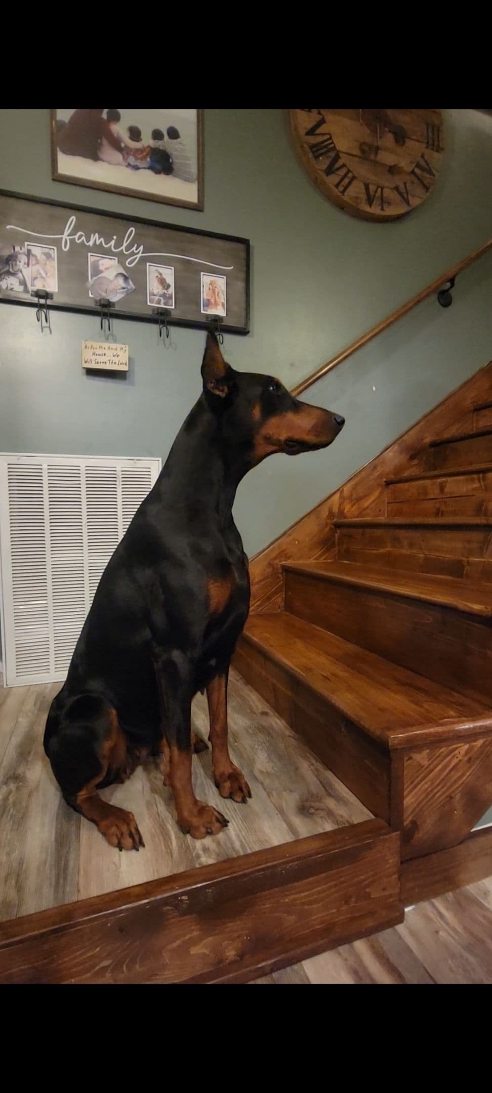 Doberman Pinscher Puppies breeder image 2
