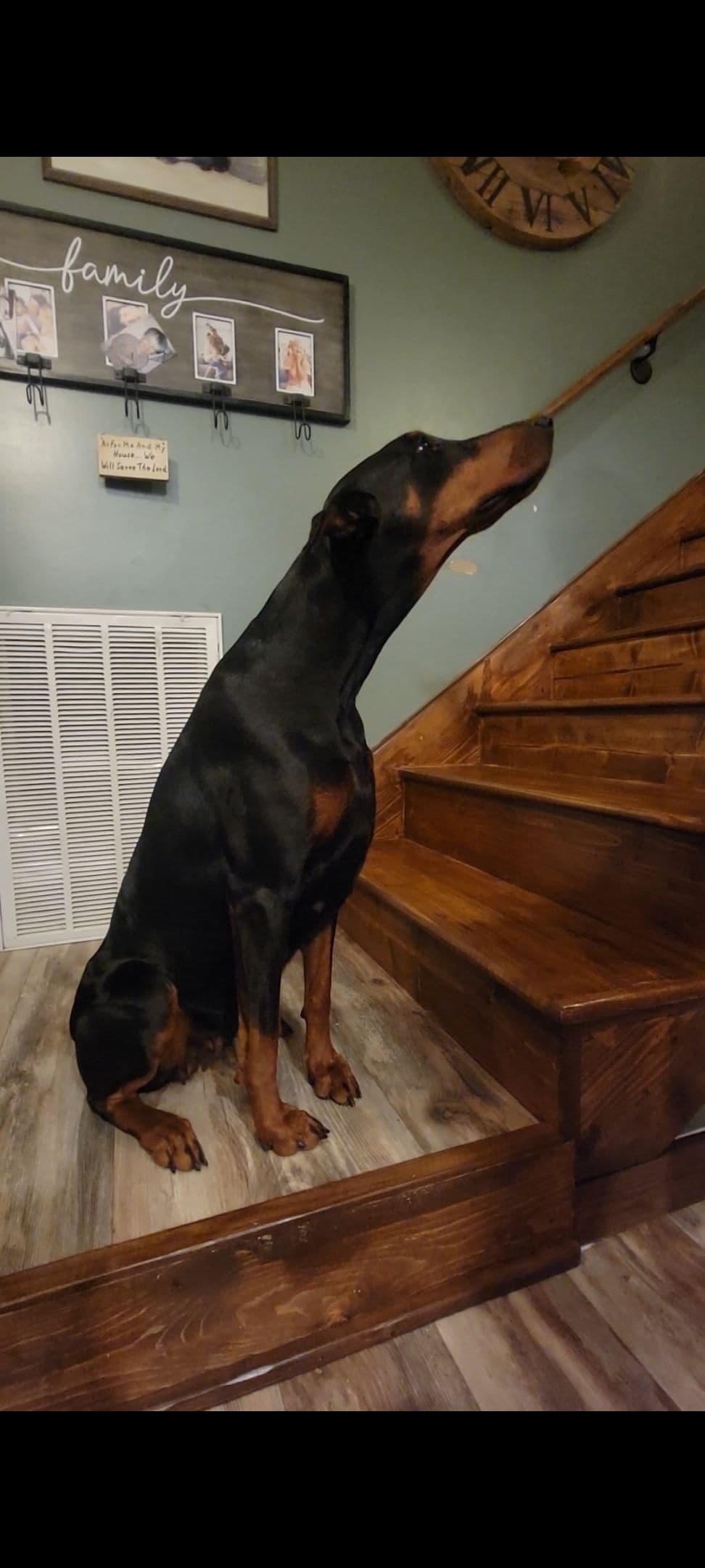 Doberman Pinscher Puppies breeder image 3