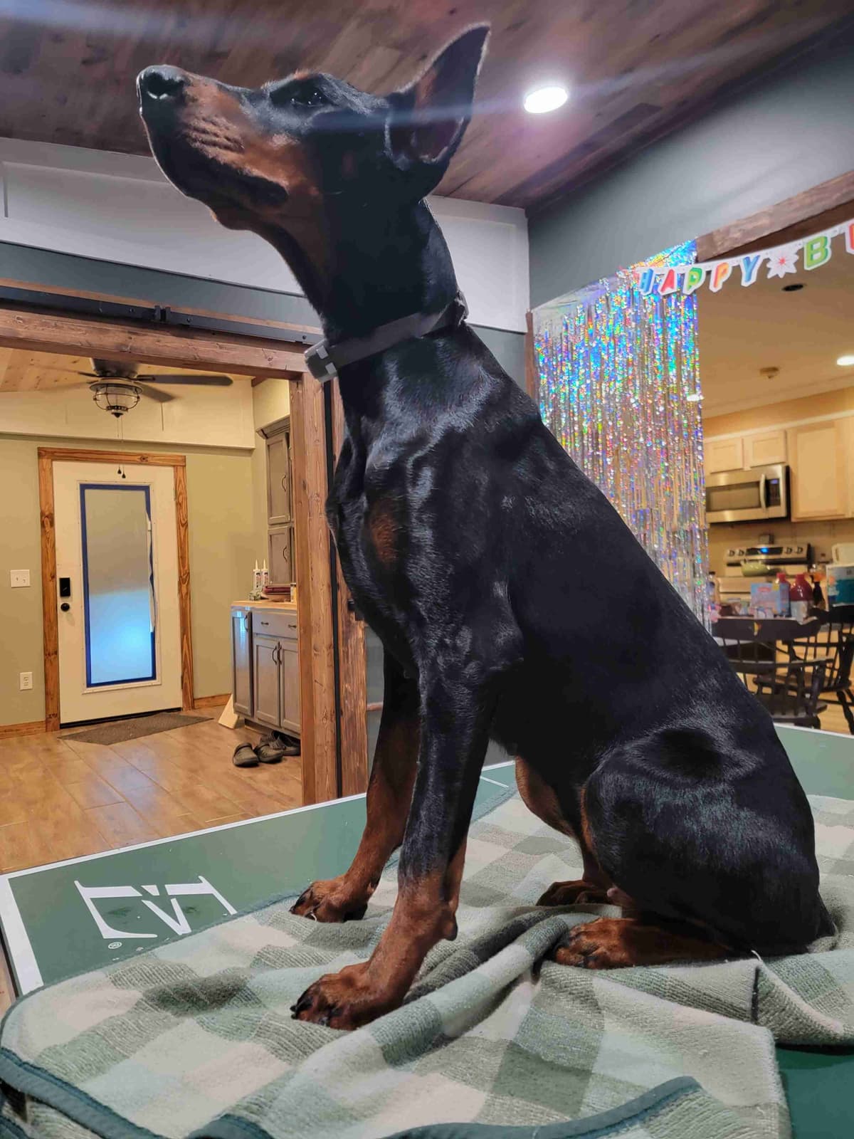 Doberman Pinscher Puppies breeder image 6