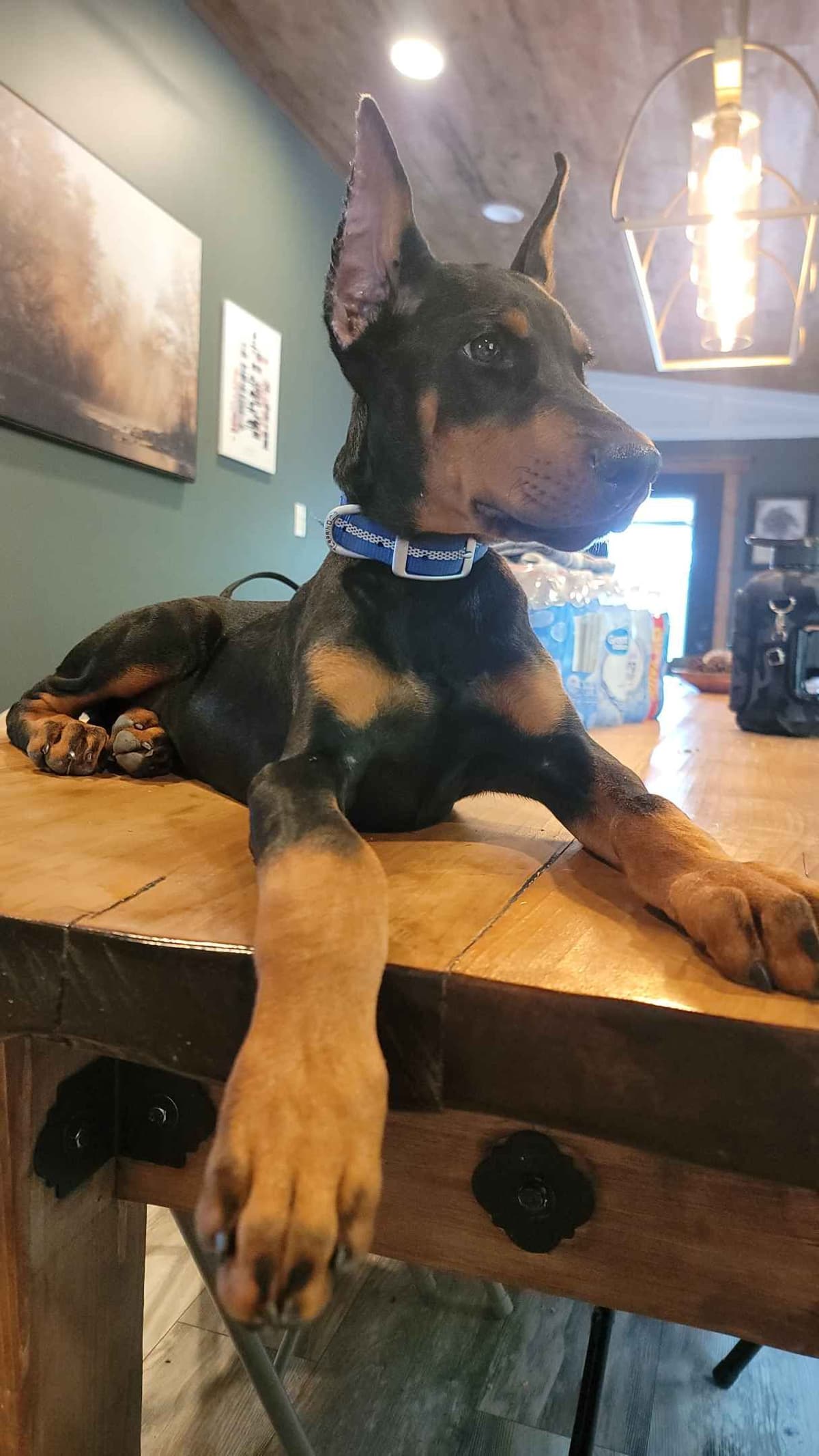 Doberman Pinscher Puppies breeder image 7