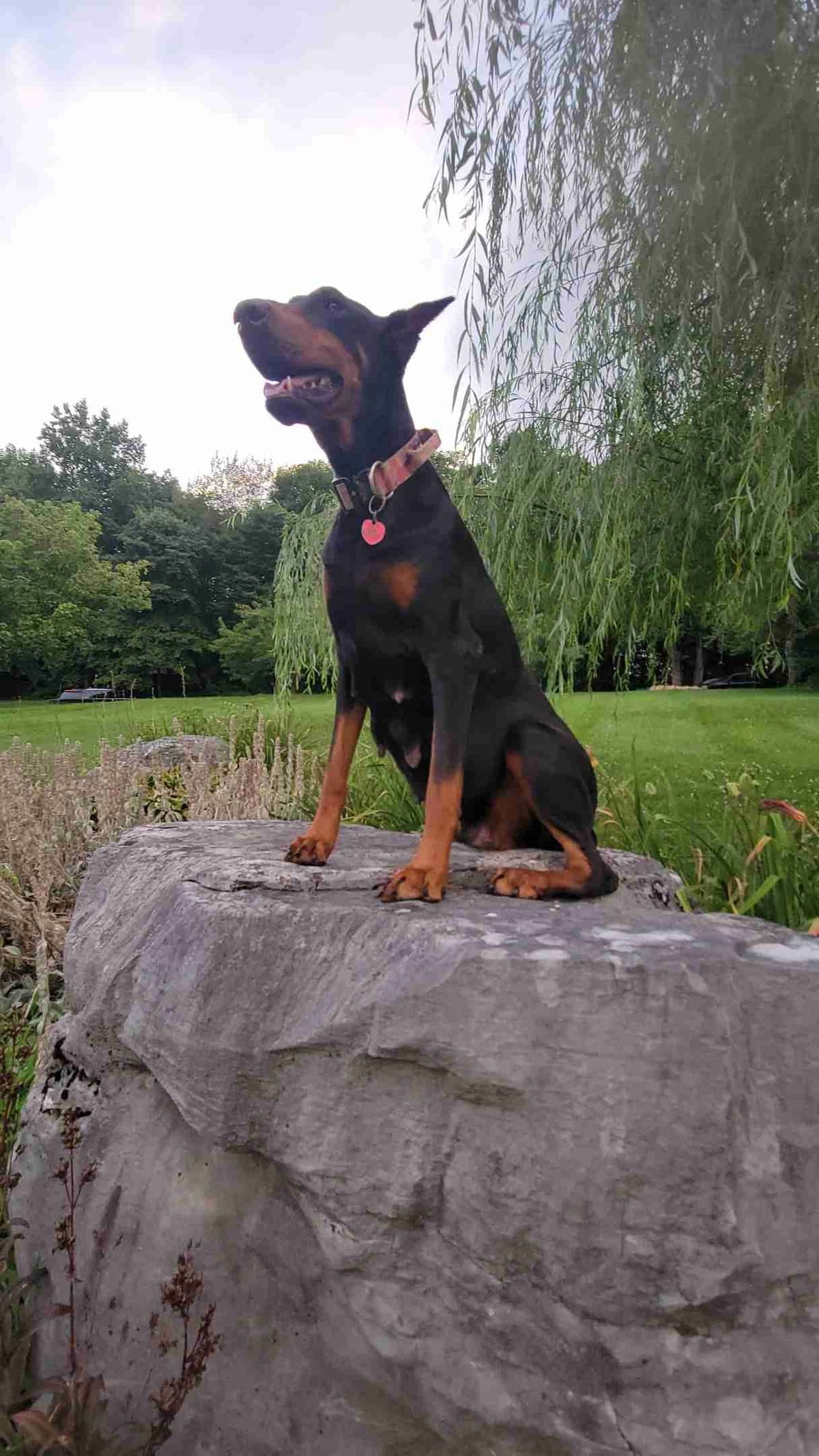 Doberman Pinscher Puppies breeder image 8