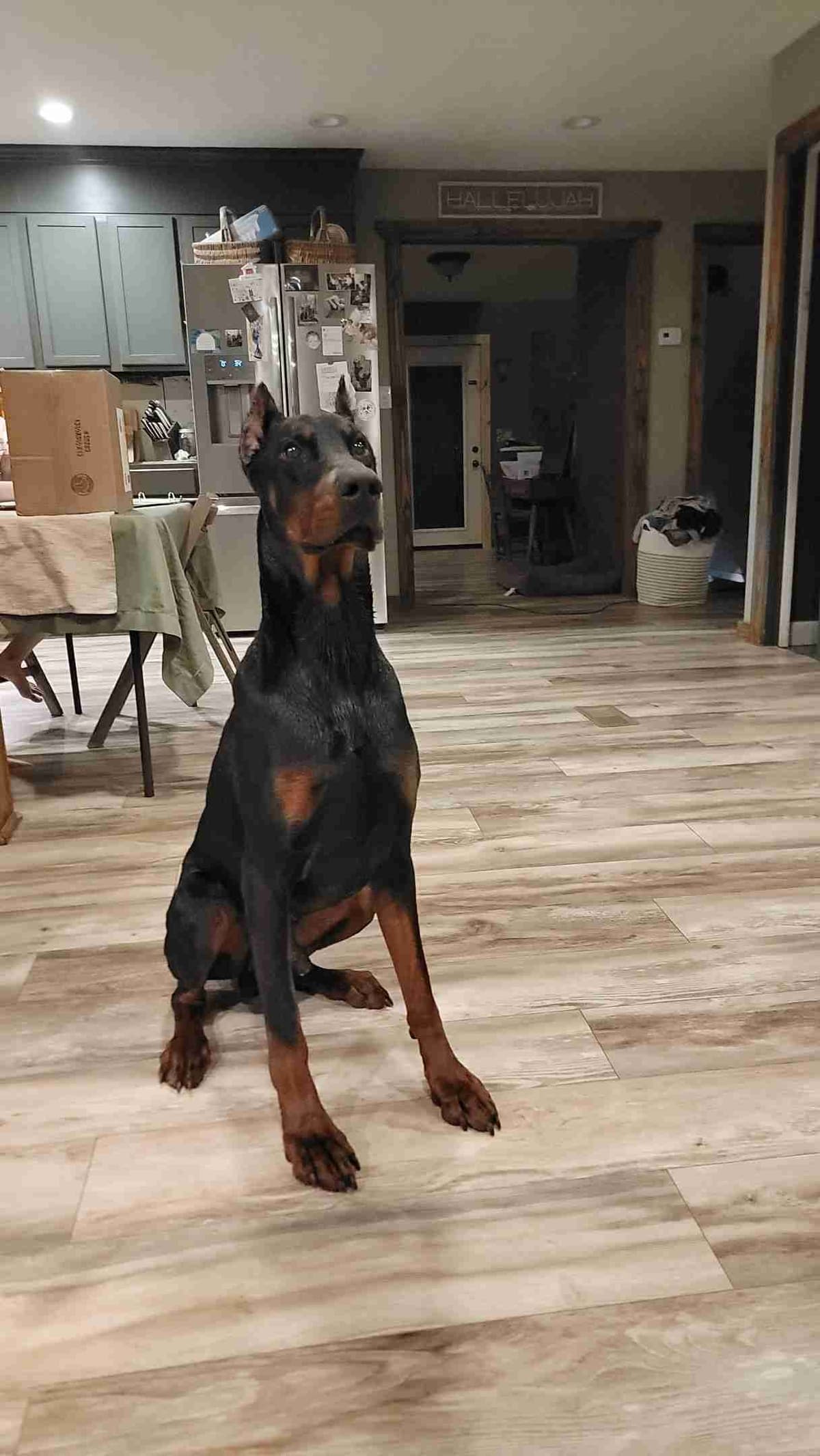 Doberman Pinscher Puppies breeder image 9