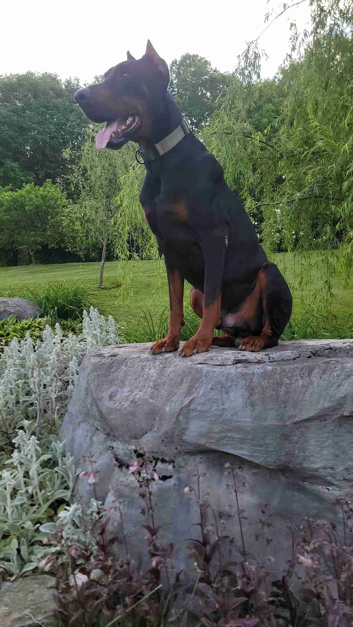 Doberman Pinscher Puppies breeder image 10