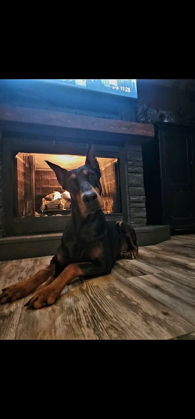 Doberman Pinscher Puppies media 2