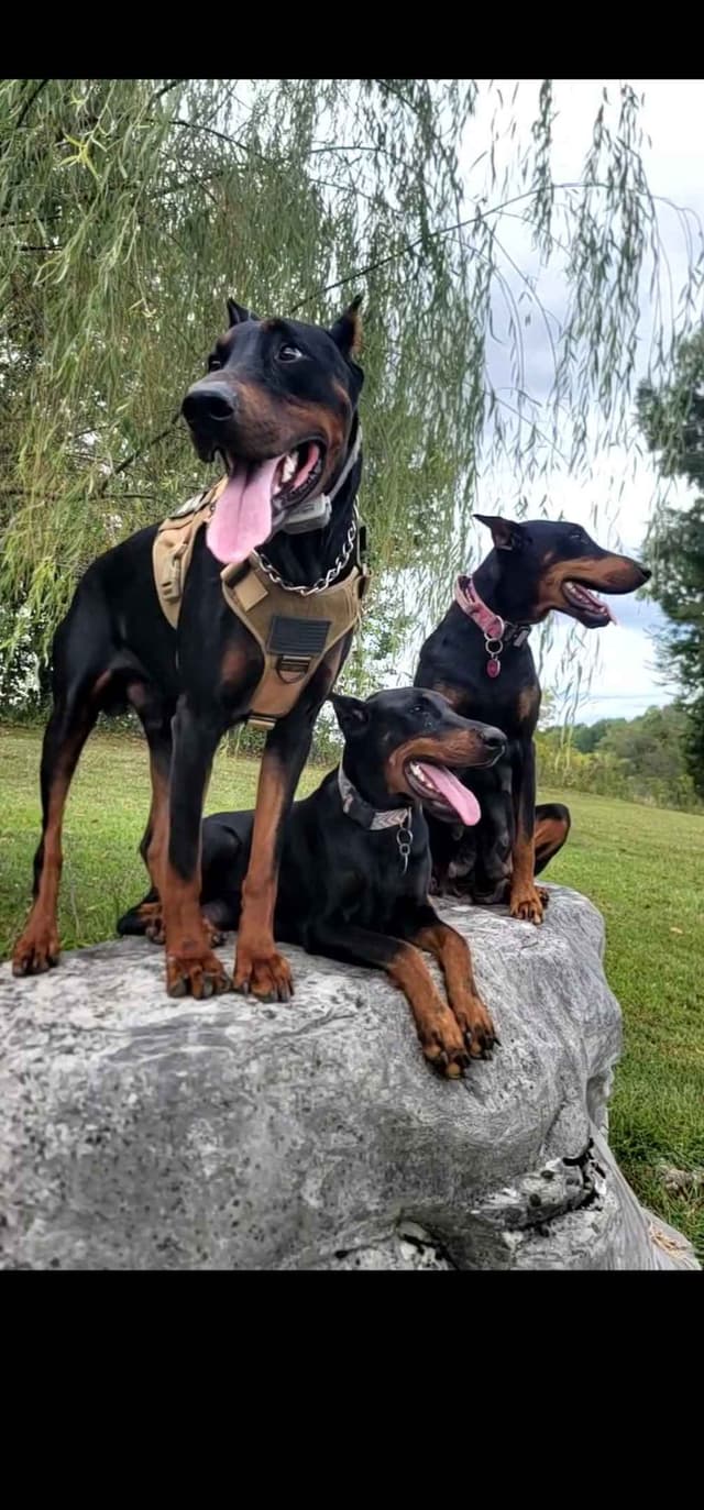 Doberman Pinscher Puppies media 3