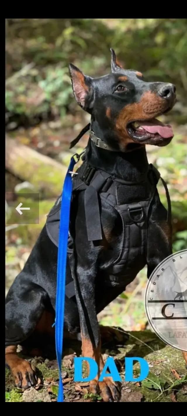 Doberman Pinscher Puppies media 4