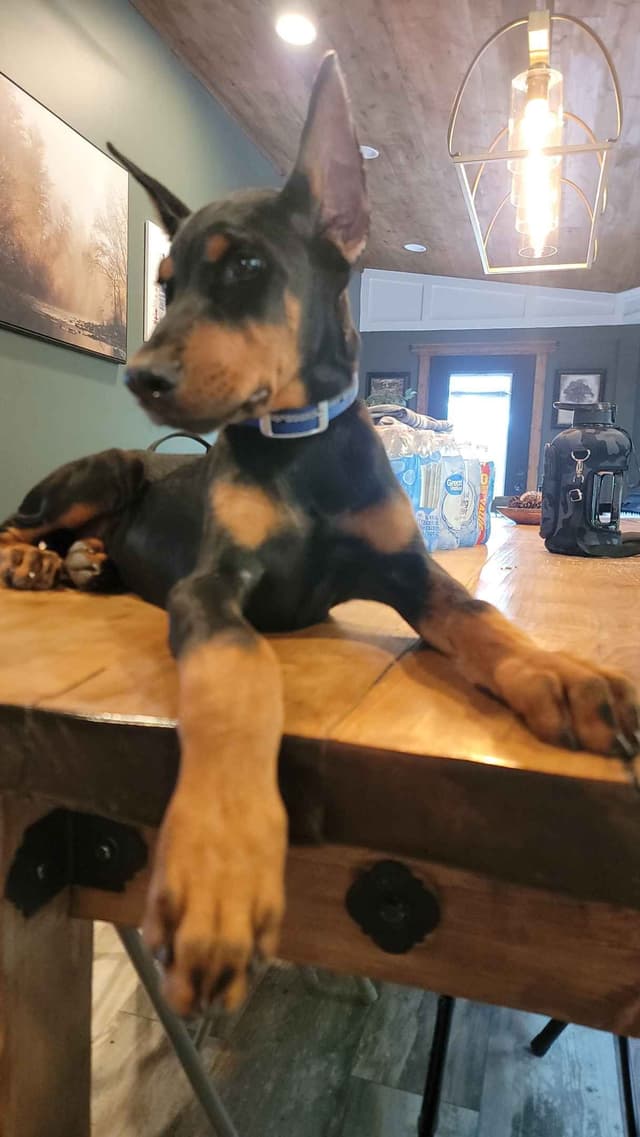 Doberman Pinscher Puppies media 7