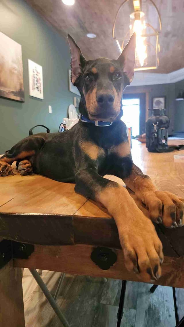 Doberman Pinscher Puppies media 6