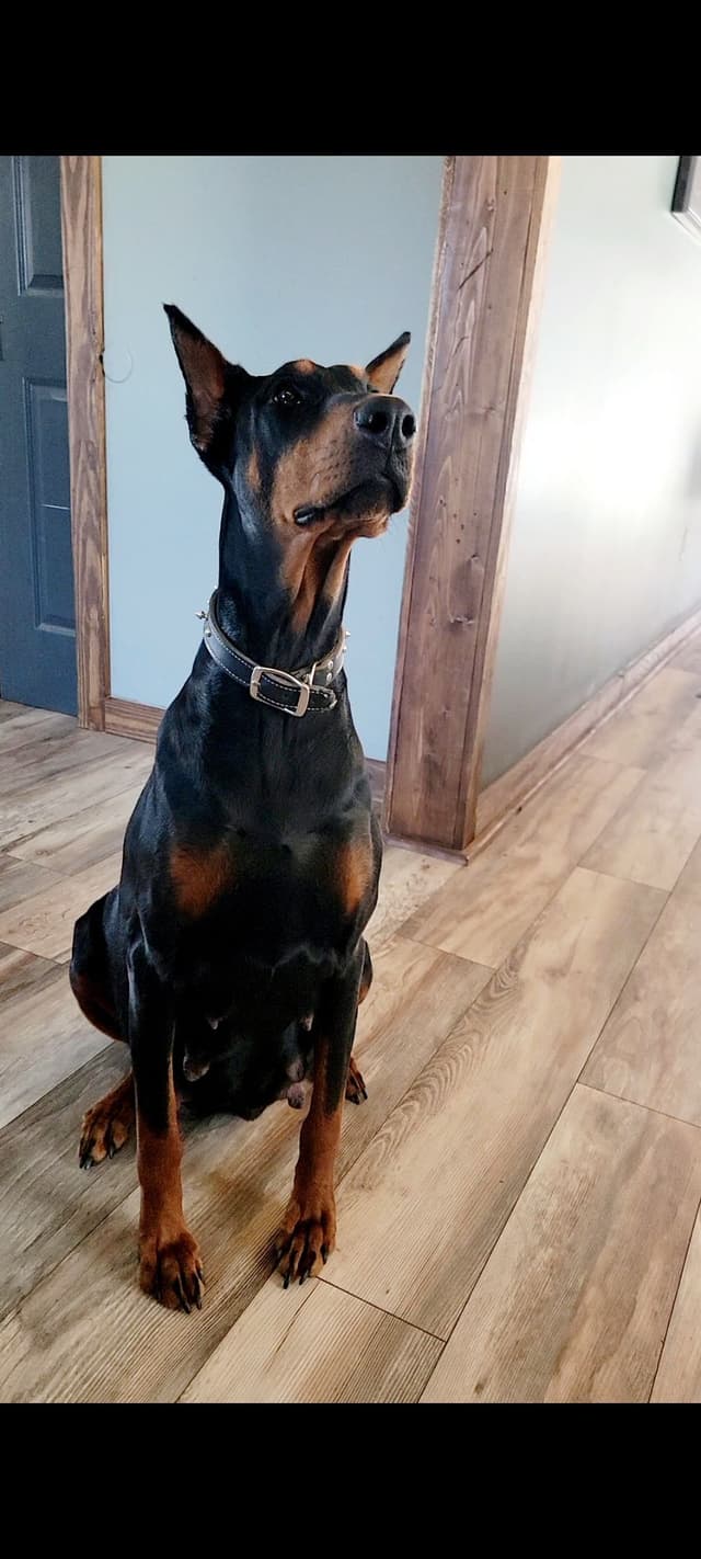 Doberman Pinscher Puppies media 5