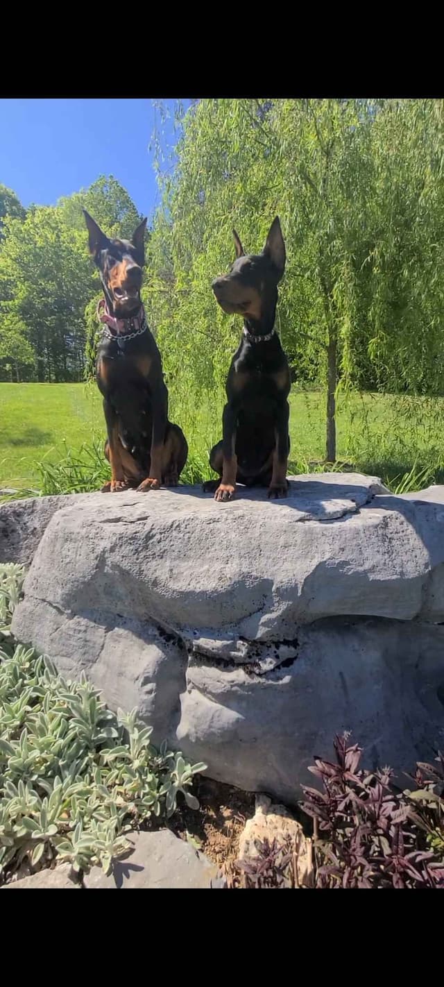 Doberman Pinscher Puppies media 11
