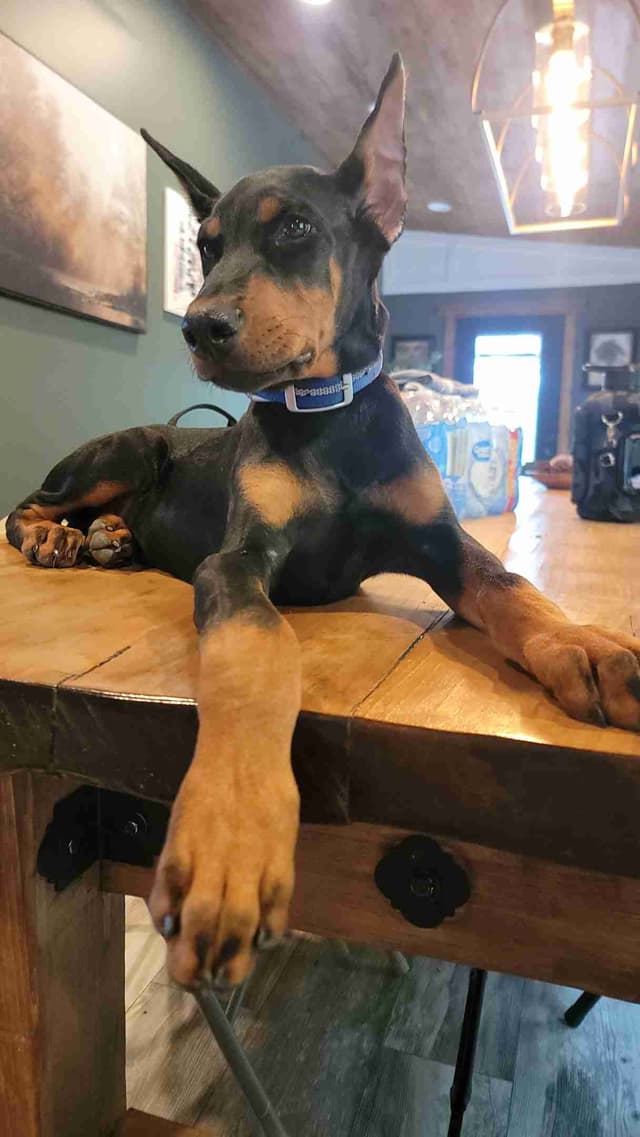 Doberman Pinscher Puppies media 8