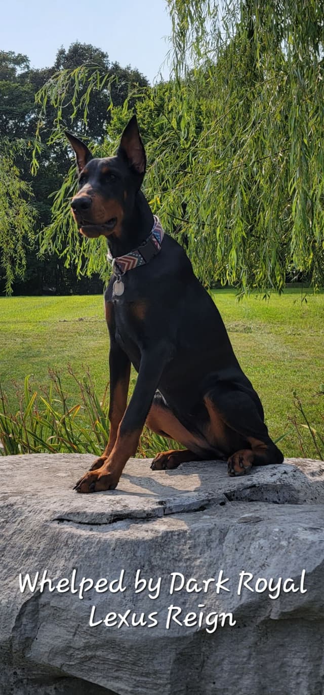 Doberman Pinscher Puppies media 9