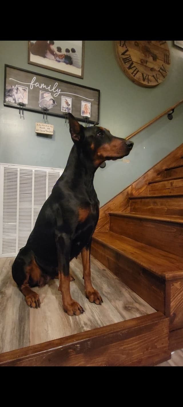 Doberman Pinscher Puppies media 10