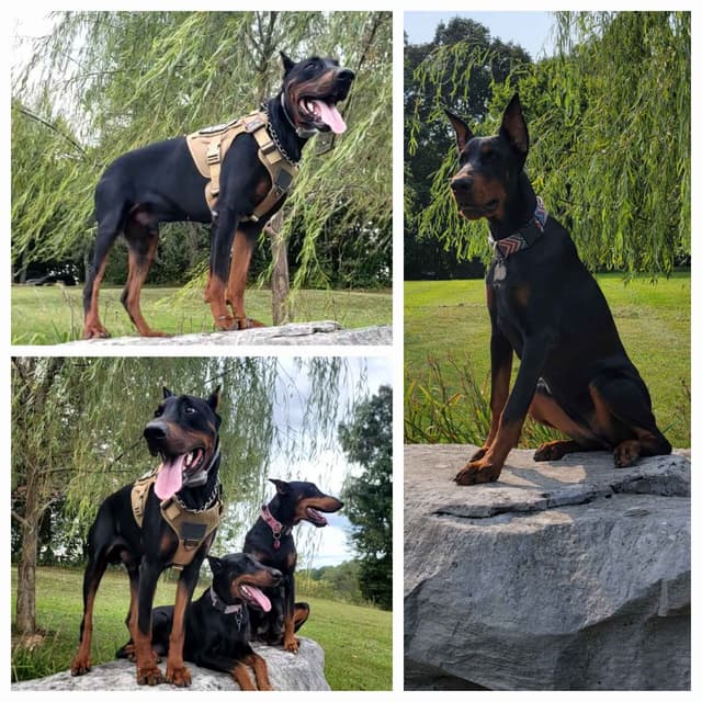 Doberman Pinscher Puppies media 12