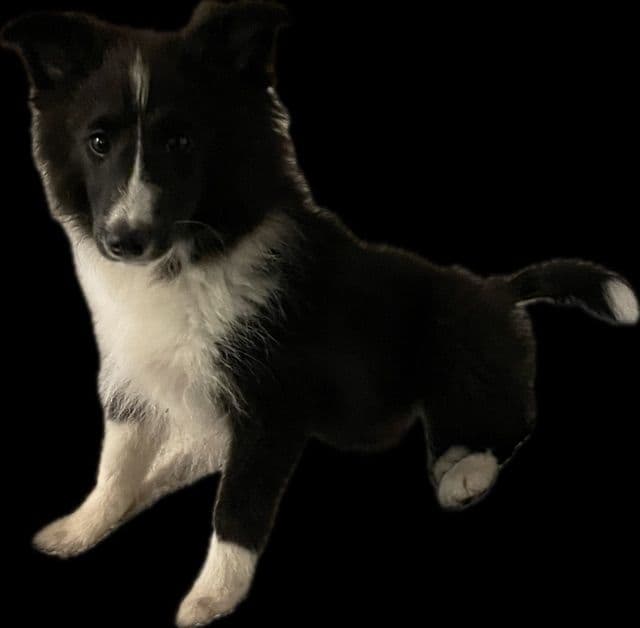 Shetland Sheepdog Puppies breeder image 1