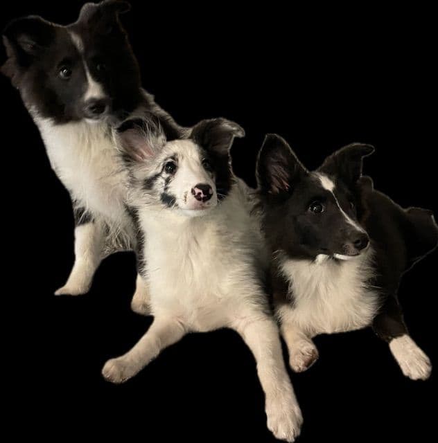 Shetland Sheepdog Puppies breeder image 3
