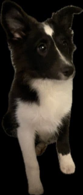 Shetland Sheepdog Puppies breeder image 2