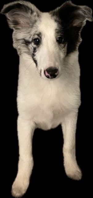 Shetland Sheepdog Puppies breeder image 7