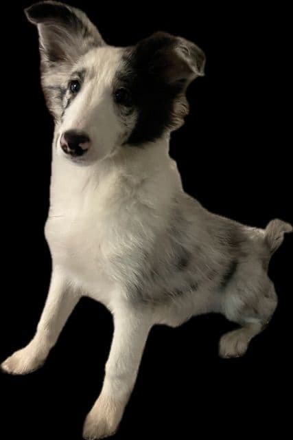 Shetland Sheepdog Puppies breeder image 6