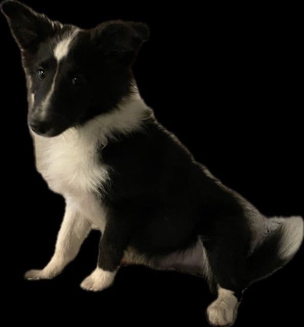 Shetland Sheepdog Puppies breeder image 5