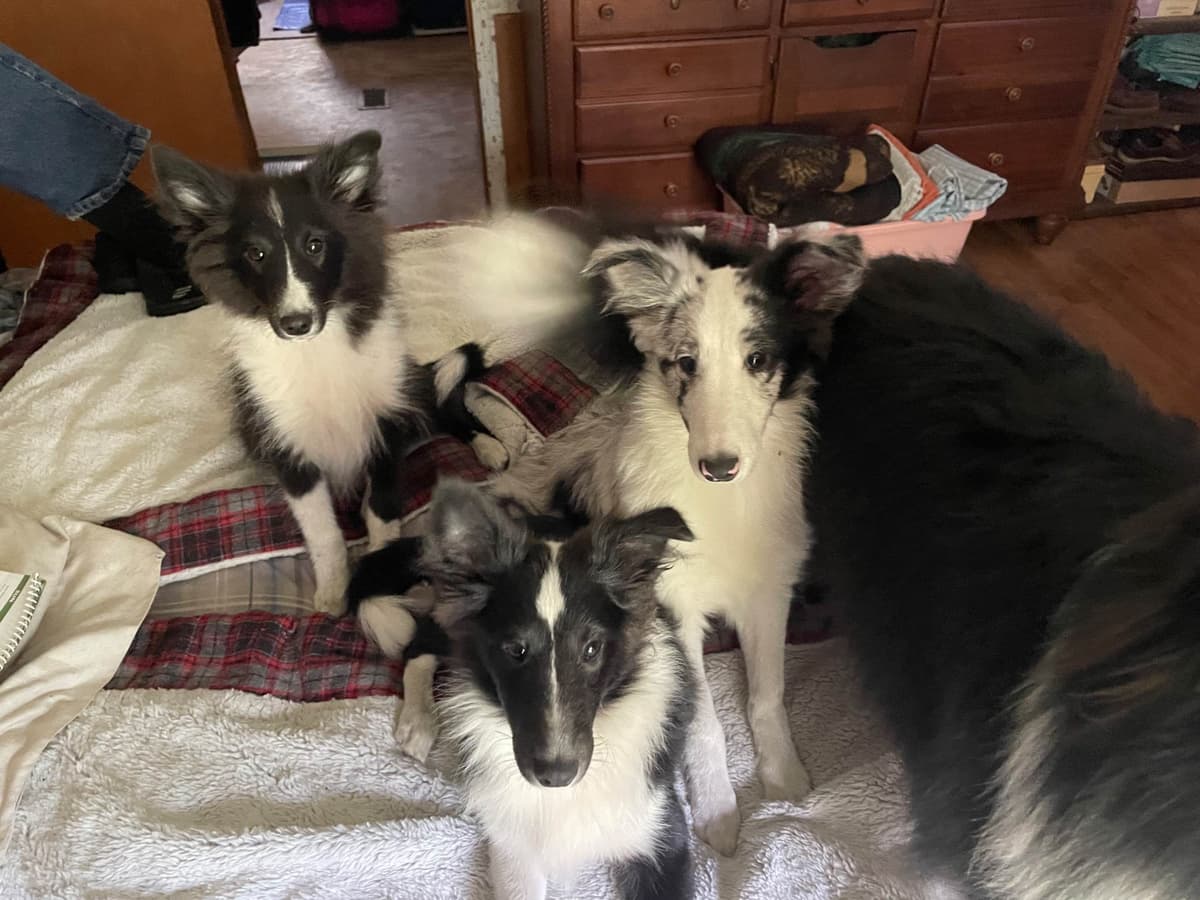 Shetland Sheepdog Puppies breeder image 8