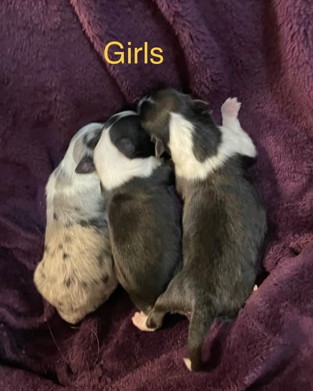 Shetland Sheepdog Puppies media 5