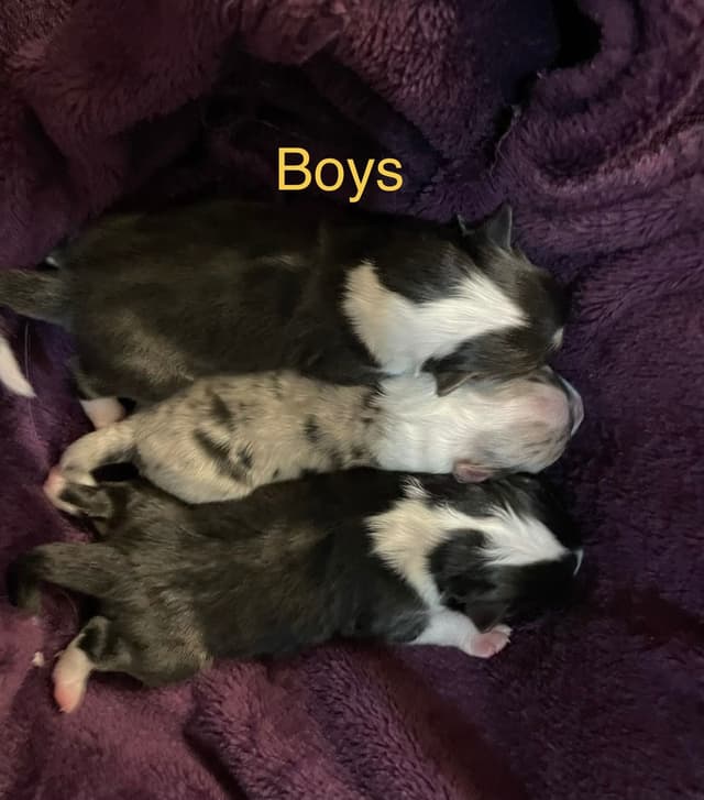 Shetland Sheepdog Puppies media 4