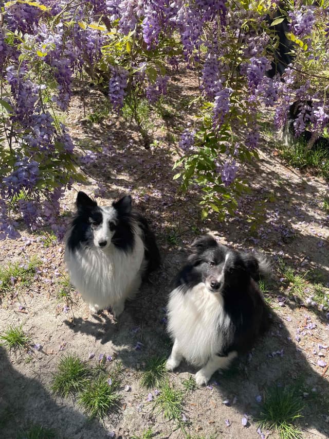 Shetland Sheepdog Puppies media 6