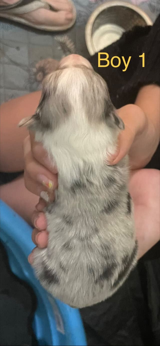 Shetland Sheepdog Puppies media 7