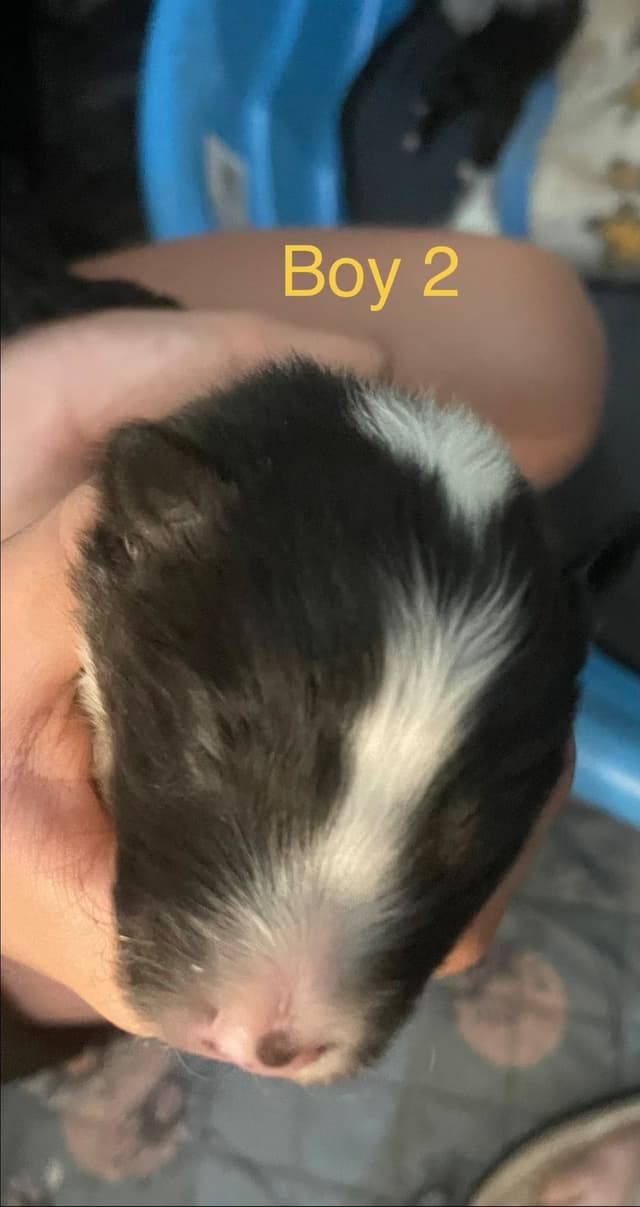 Shetland Sheepdog Puppies media 10