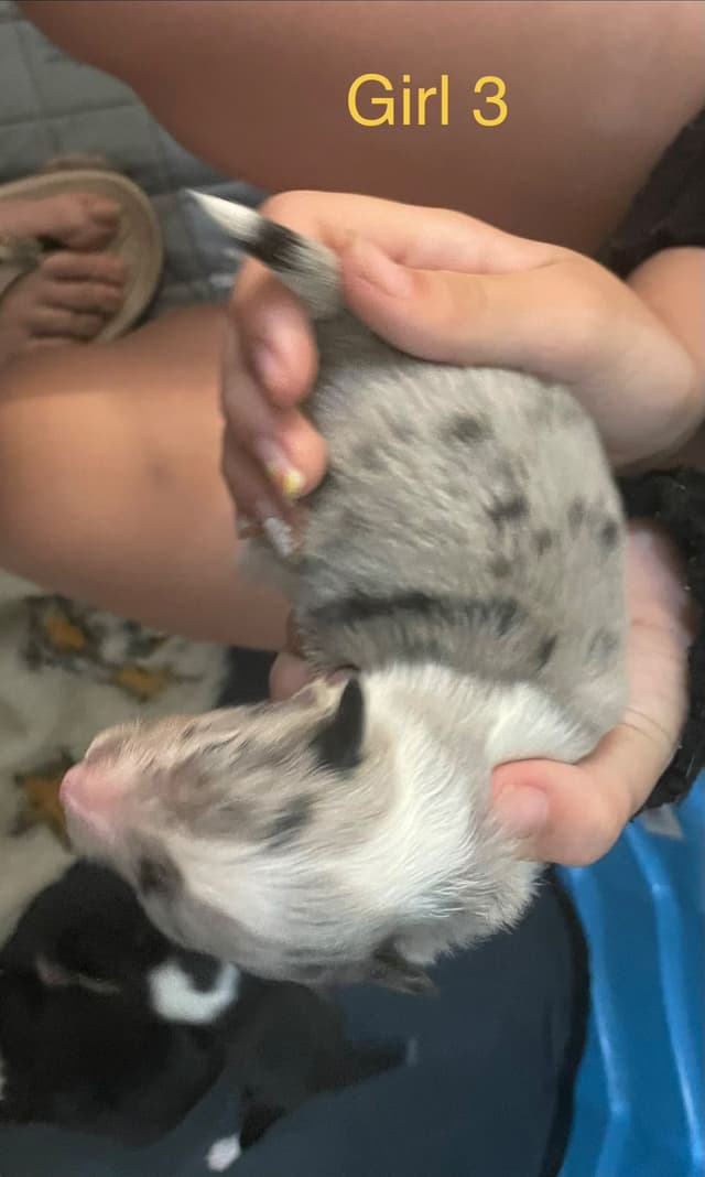 Shetland Sheepdog Puppies media 17