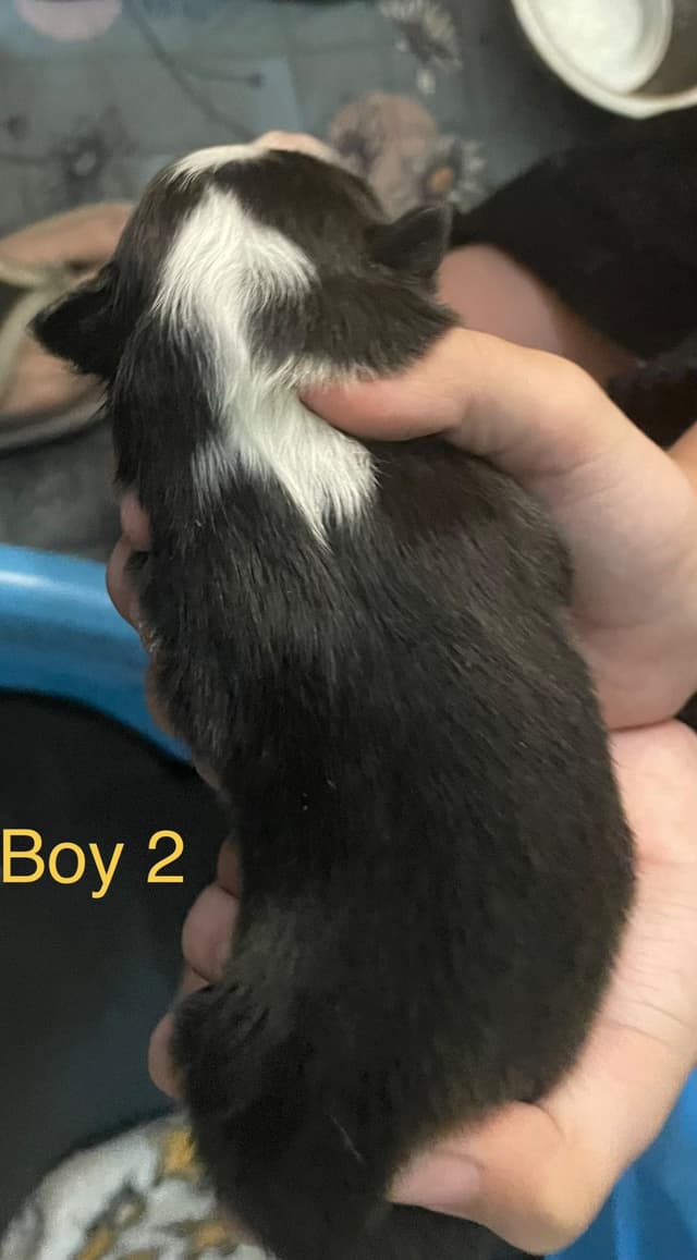 Shetland Sheepdog Puppies media 9