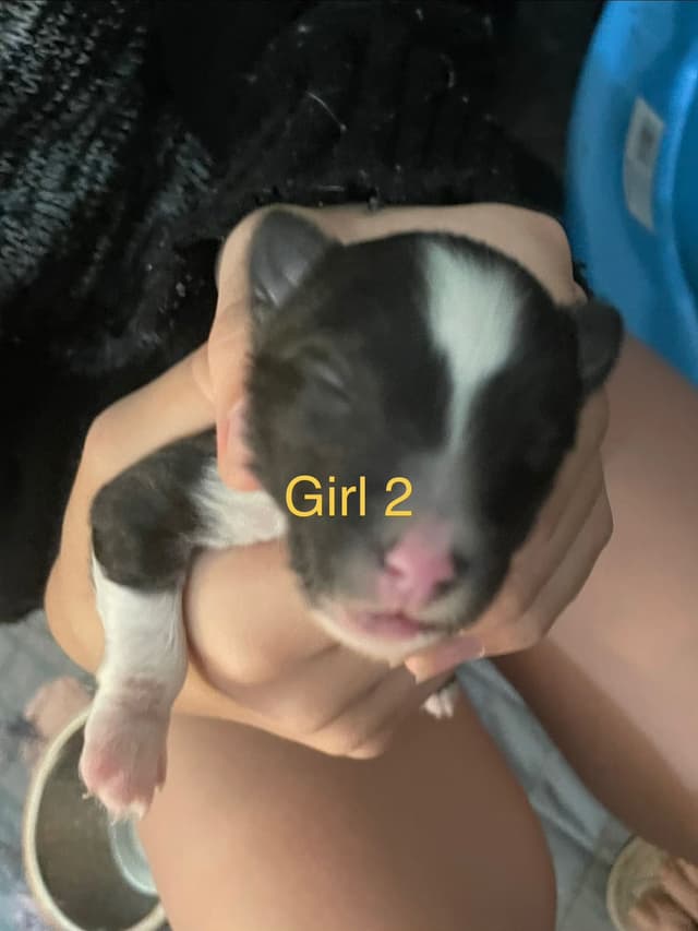 Shetland Sheepdog Puppies media 16