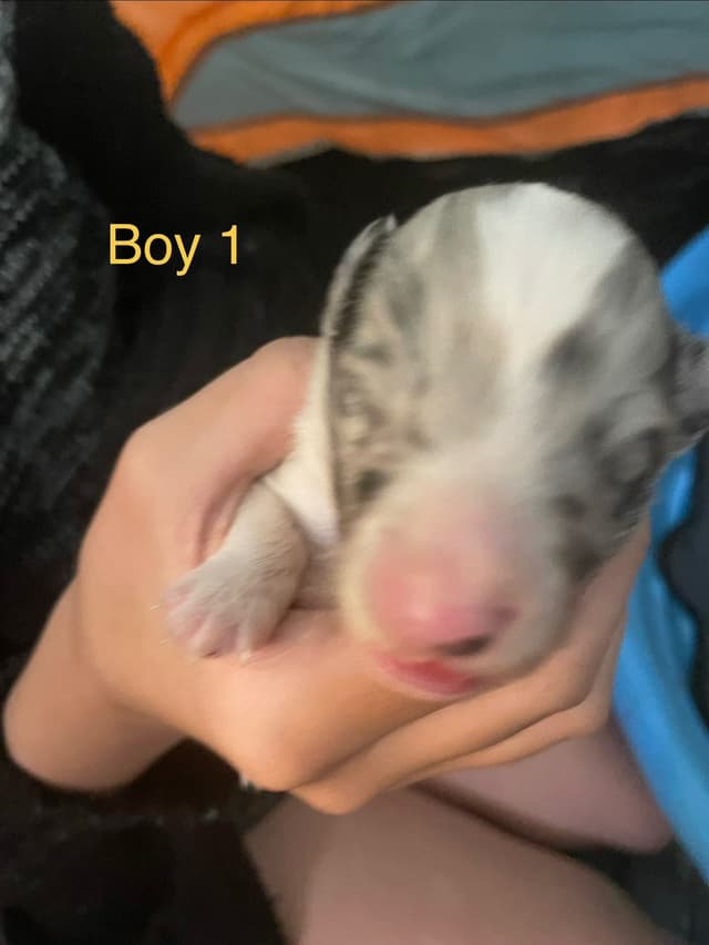 Shetland Sheepdog Puppies media 8
