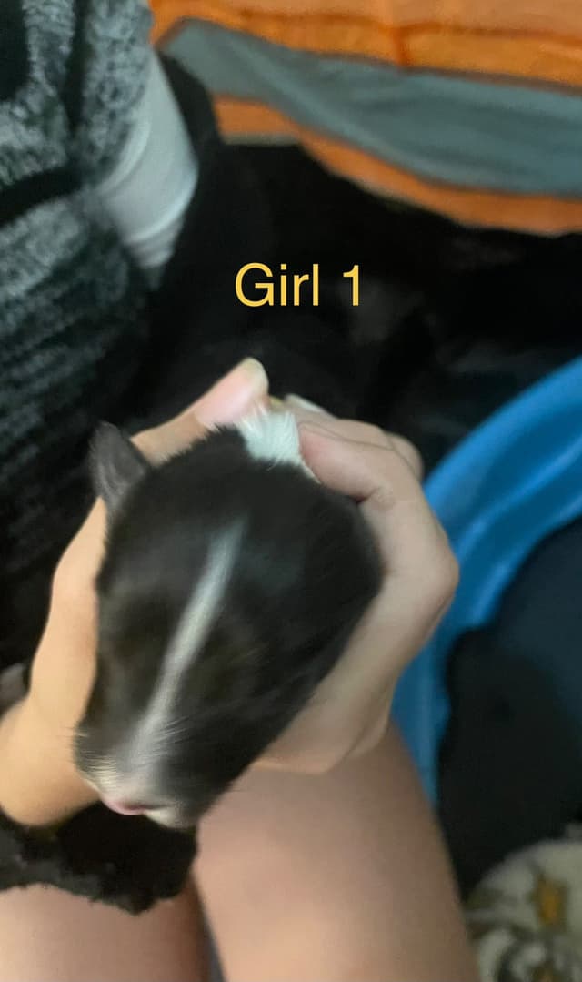 Shetland Sheepdog Puppies media 14