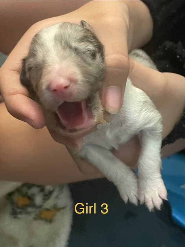 Shetland Sheepdog Puppies media 18