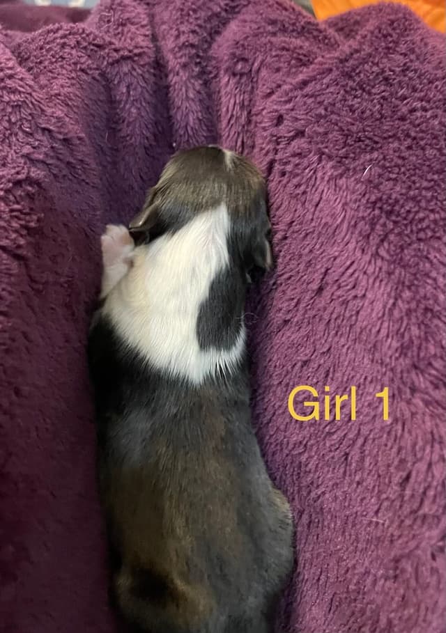 Shetland Sheepdog Puppies media 13