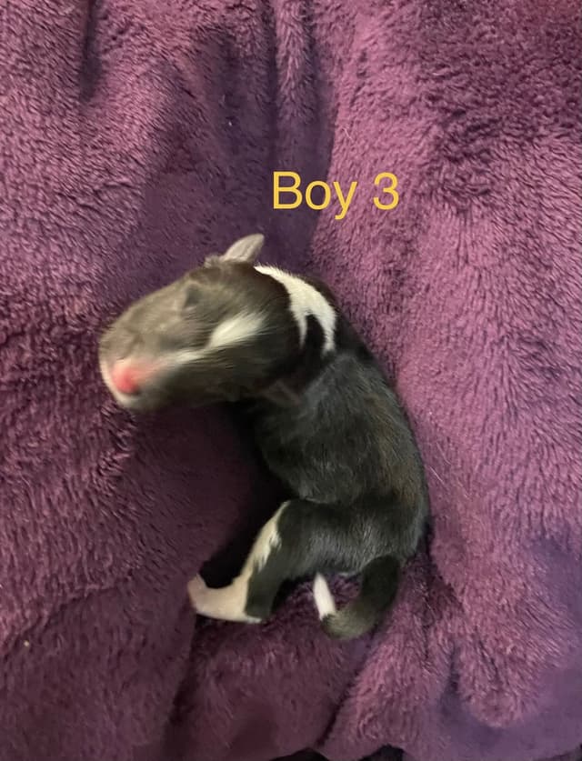 Shetland Sheepdog Puppies media 12