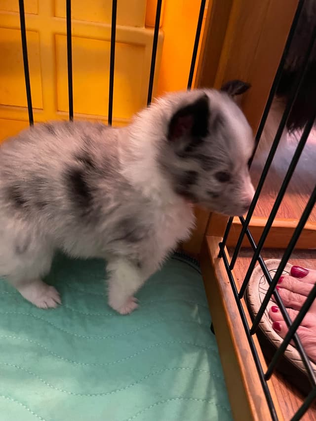 Shetland Sheepdog Puppies media 2
