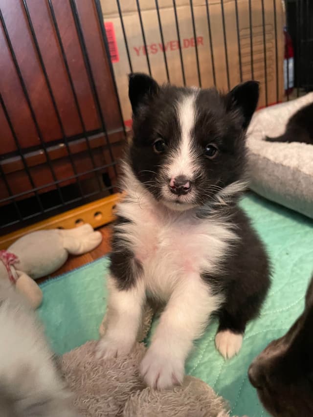 Shetland Sheepdog Puppies media 3