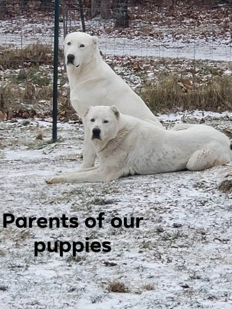Central Asian Shepherd Dog Puppies breeder image 1