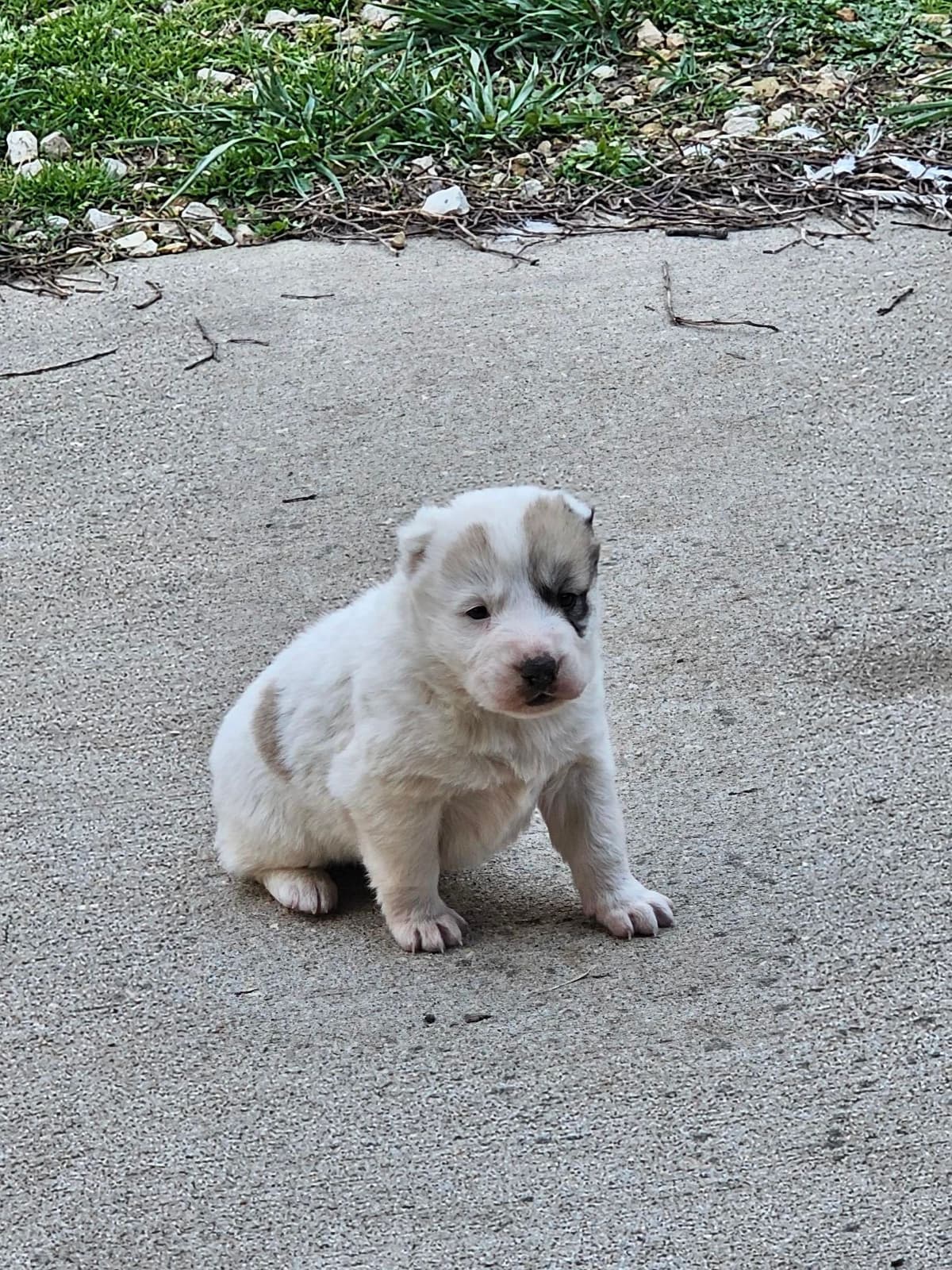 Central Asian Shepherd Dog Puppies breeder image 3